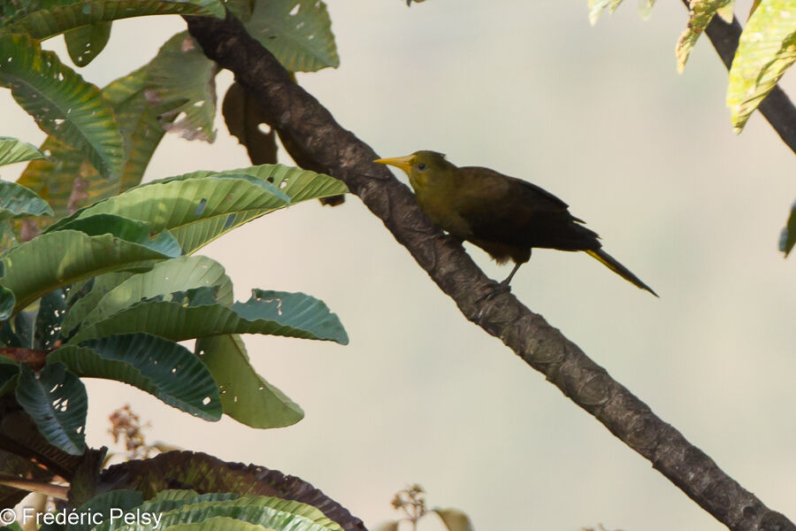 Russet-backed Oropendola