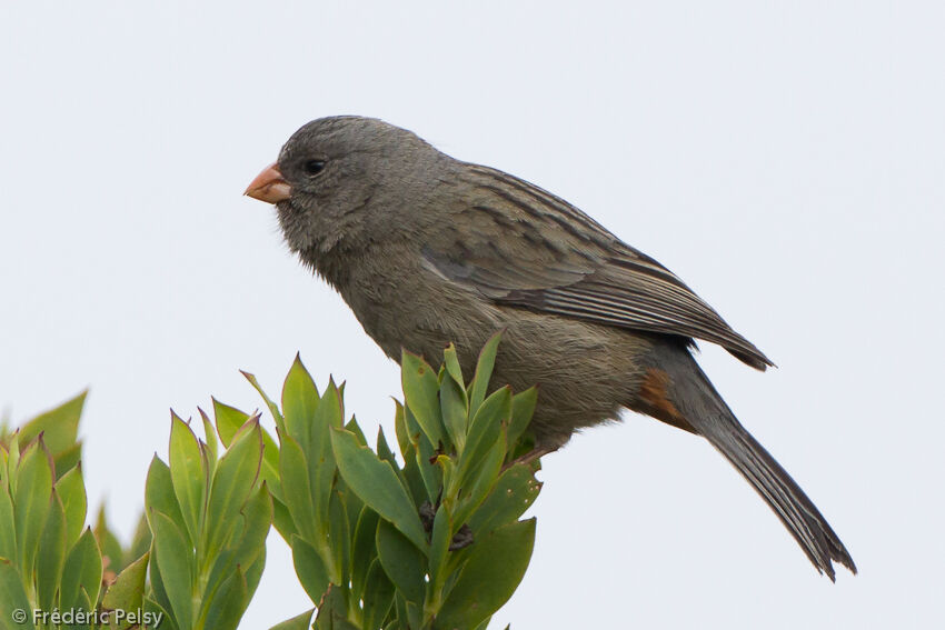 Plain-colored Seedeater