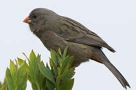 Plain-colored Seedeater