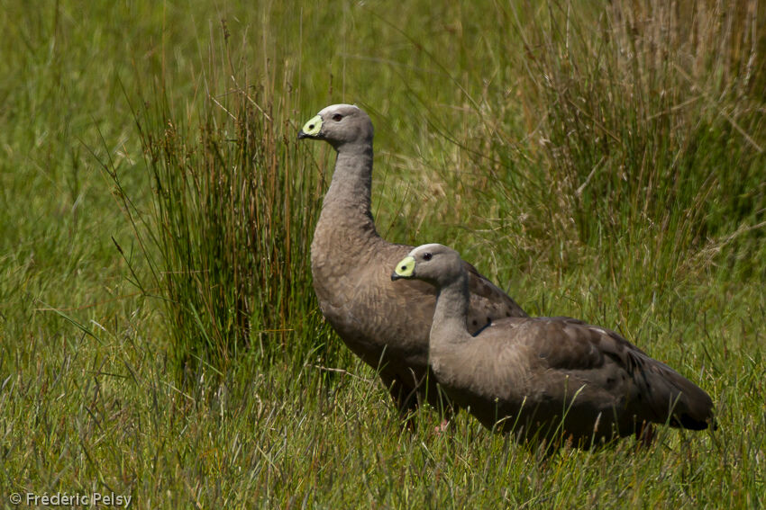 Cape Barren Gooseadult