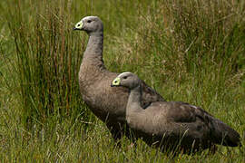 Cape Barren Goose