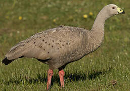 Cape Barren Goose