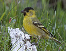 Black-chinned Siskin