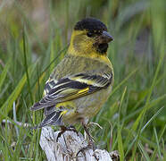 Black-chinned Siskin