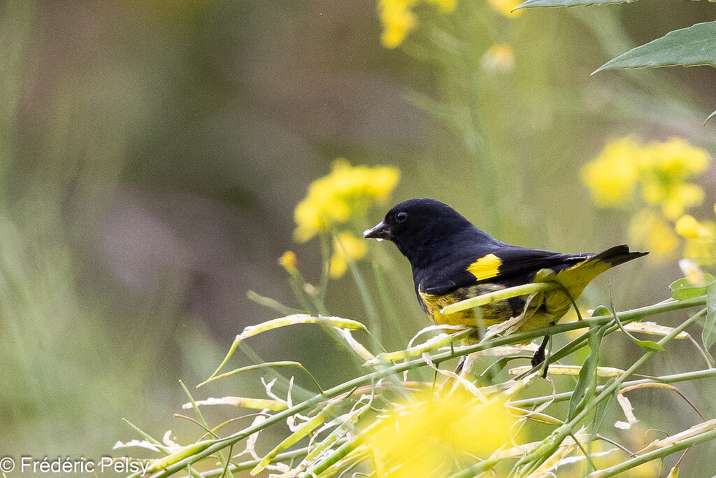 Chardonneret à ventre jaune