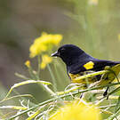 Chardonneret à ventre jaune