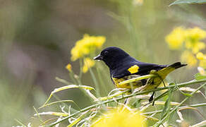 Chardonneret à ventre jaune