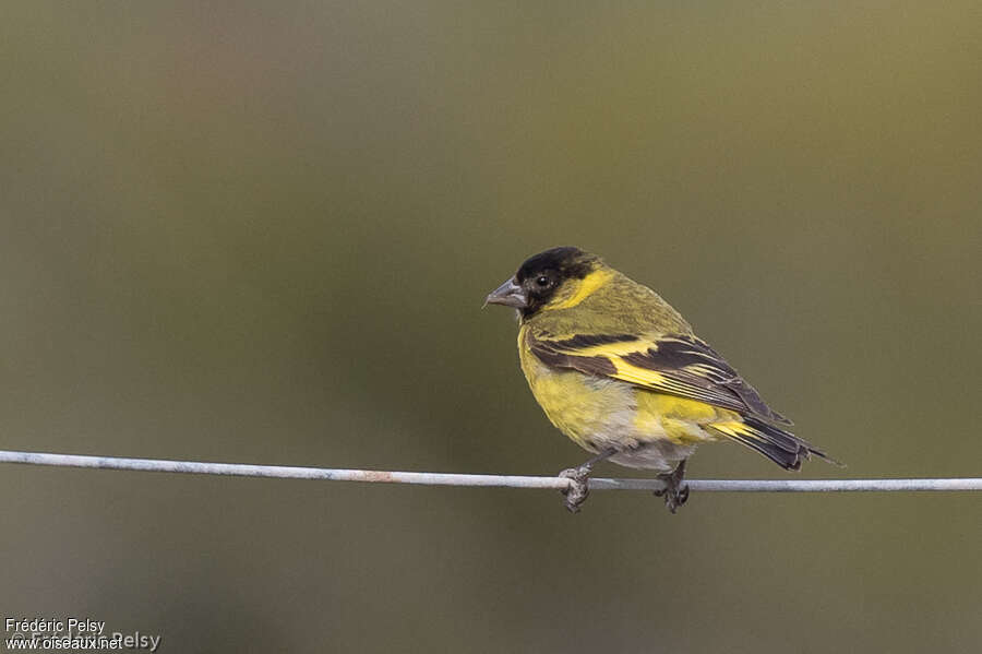 Hooded Siskin male adult, pigmentation