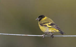 Hooded Siskin