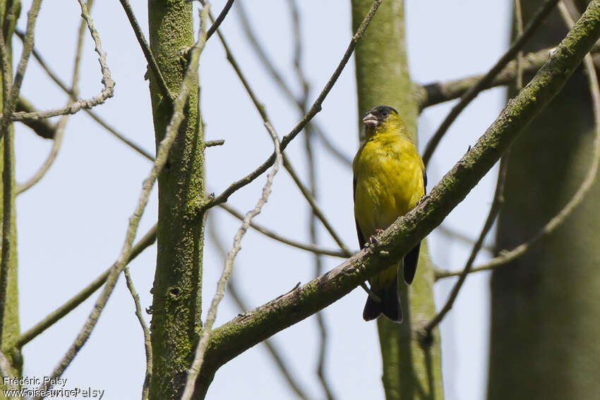 Chardonneret des Andes mâle adulte, portrait