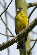 Andean Siskin