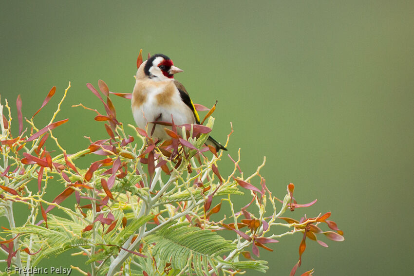 European Goldfinchadult