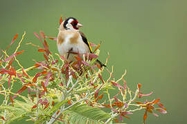 European Goldfinch