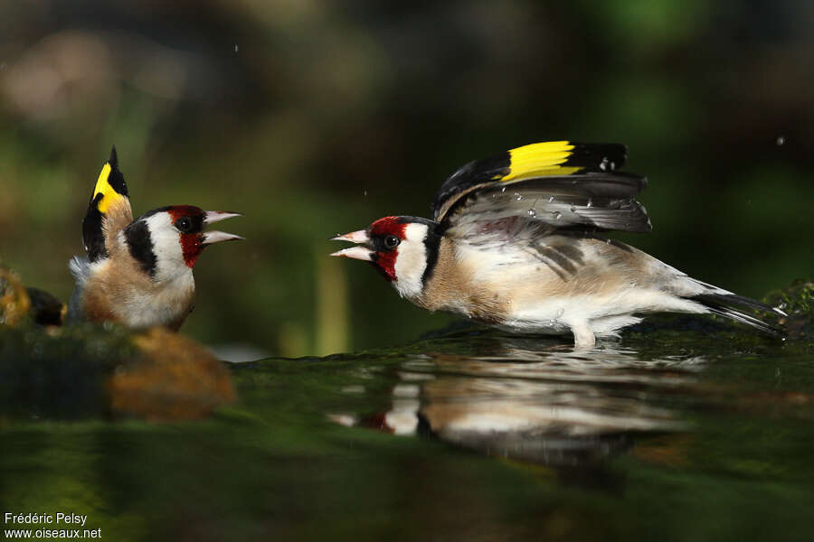 European Goldfinchadult, Behaviour