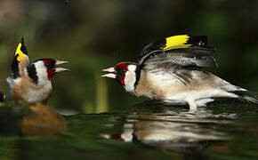 European Goldfinch