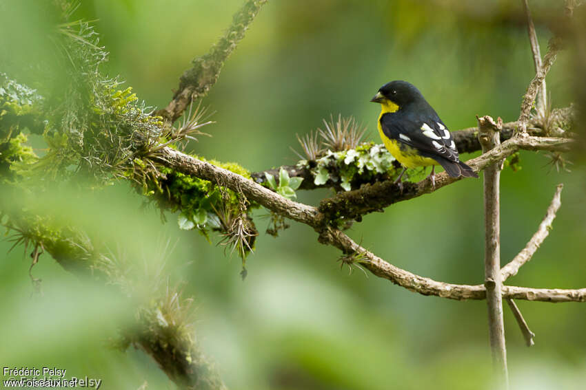 Lesser Goldfinch male adult, habitat, pigmentation