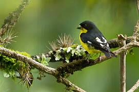 Lesser Goldfinch