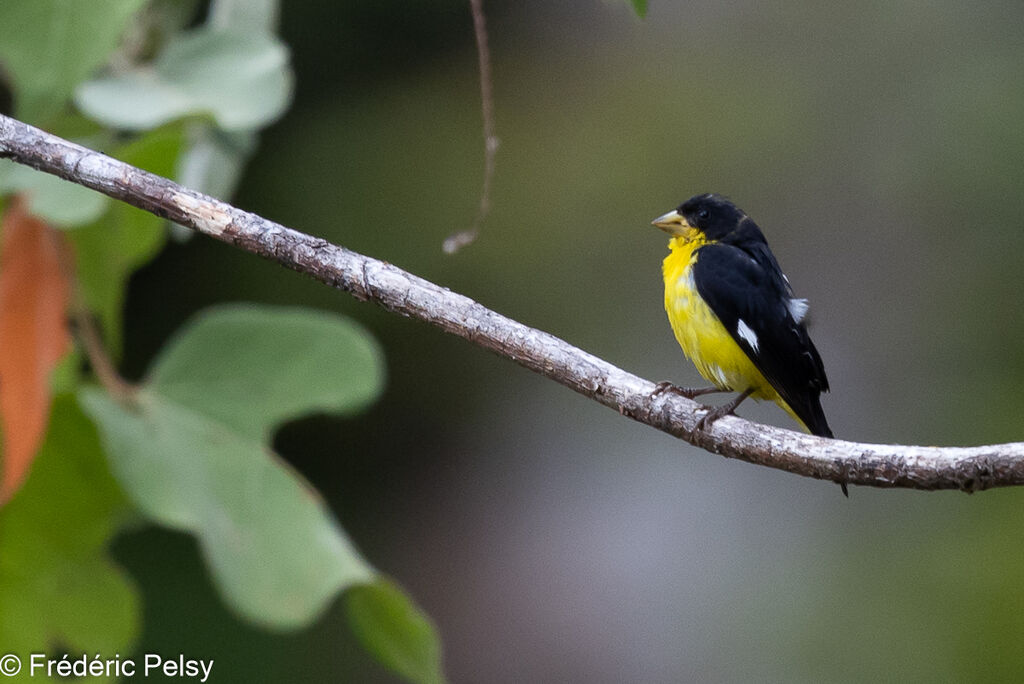 Lesser Goldfinch