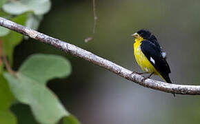 Lesser Goldfinch