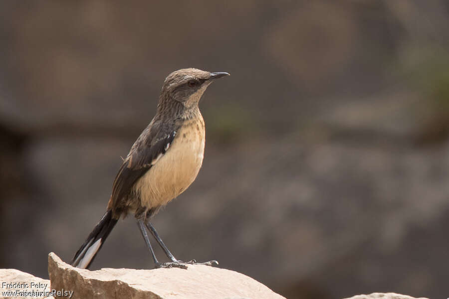 Drakensberg Rockjumper female adult, identification