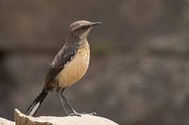 Drakensberg Rockjumper