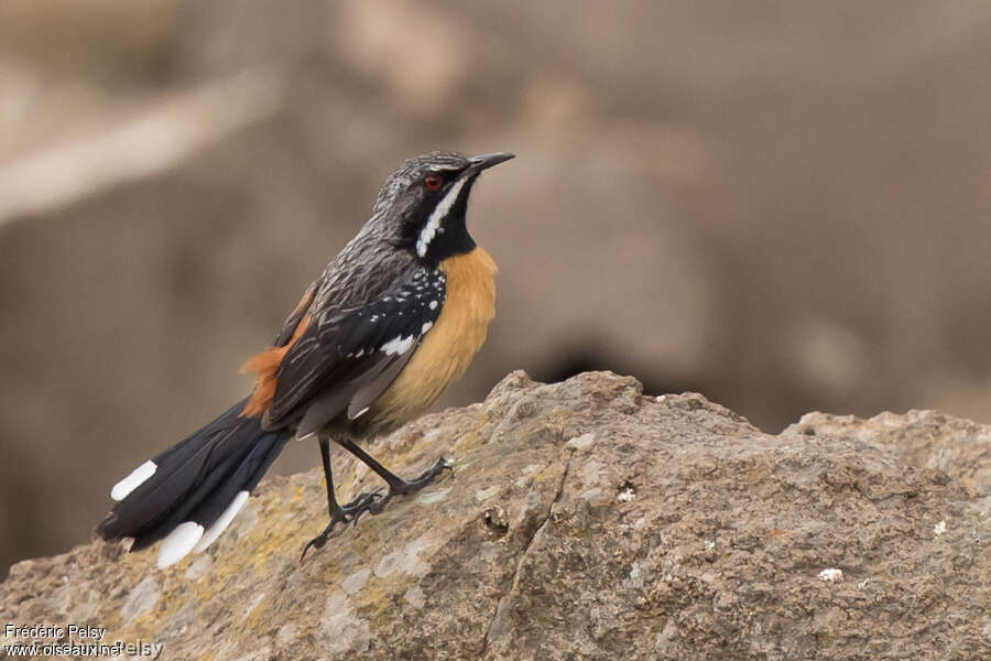 Drakensberg Rockjumper male adult, identification