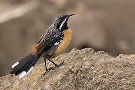 Drakensberg Rockjumper