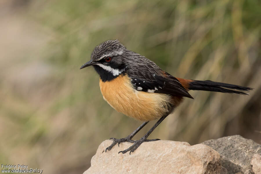 Drakensberg Rockjumper male adult, identification