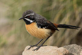 Drakensberg Rockjumper