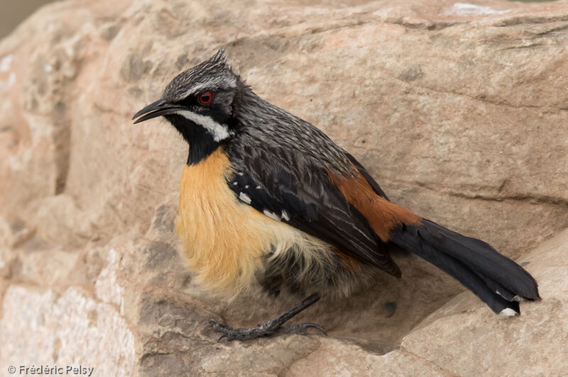 Drakensberg Rockjumper male adult