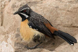 Drakensberg Rockjumper