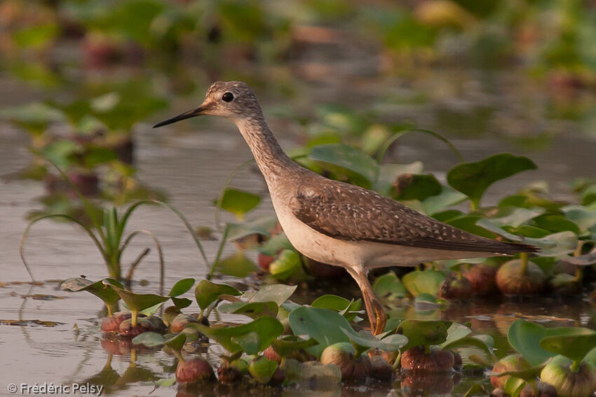 Lesser Yellowlegs, identification