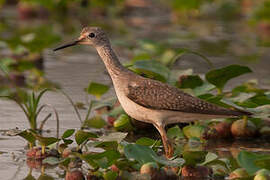 Lesser Yellowlegs