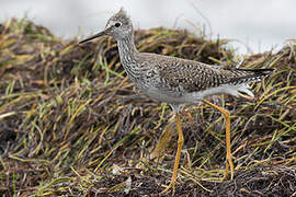 Lesser Yellowlegs