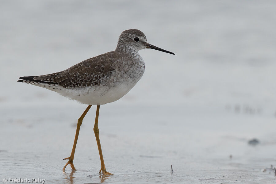 Lesser Yellowlegs