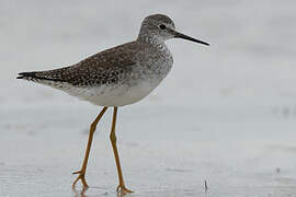 Lesser Yellowlegs