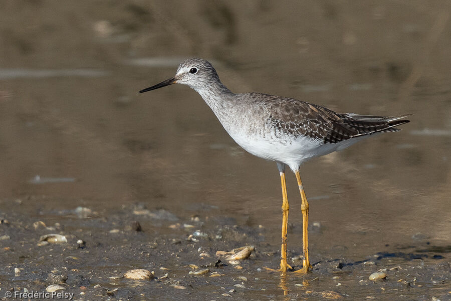 Lesser Yellowlegs