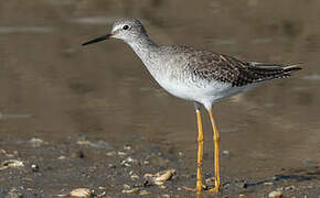 Lesser Yellowlegs