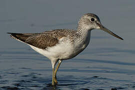 Common Greenshank