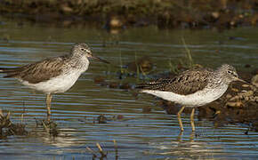 Common Greenshank