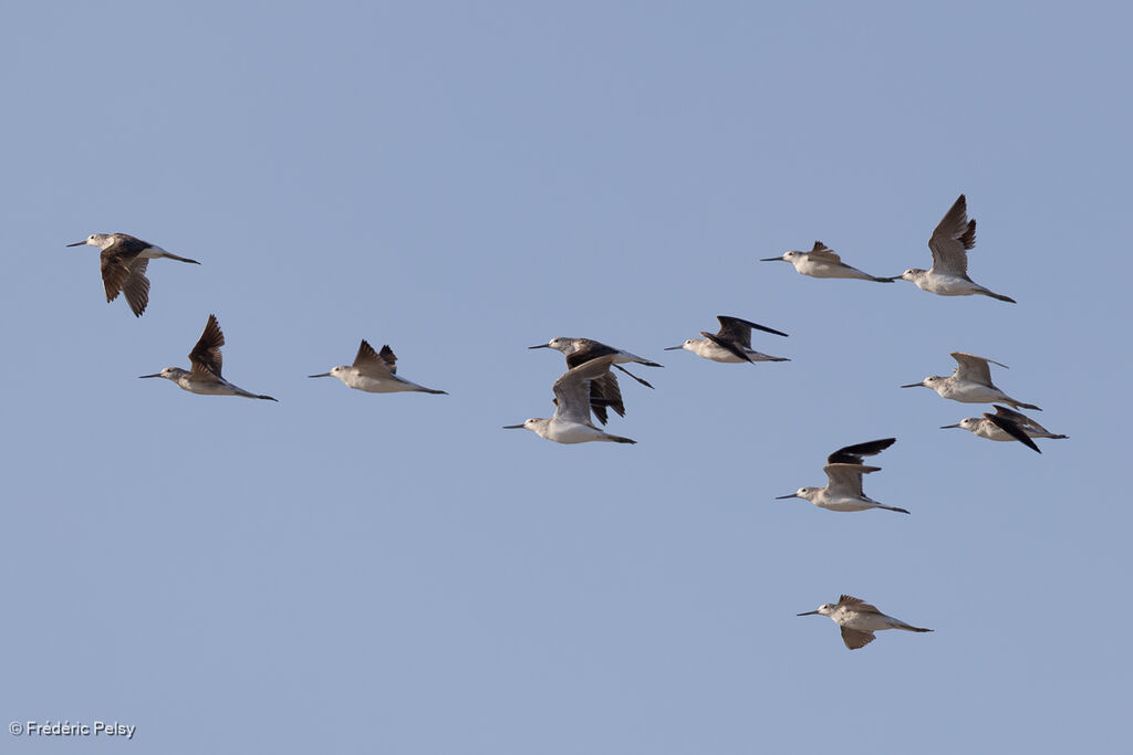 Chevalier aboyeur, Vol