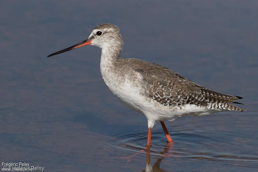 Spotted Redshankadult post breeding, identification