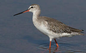 Spotted Redshank