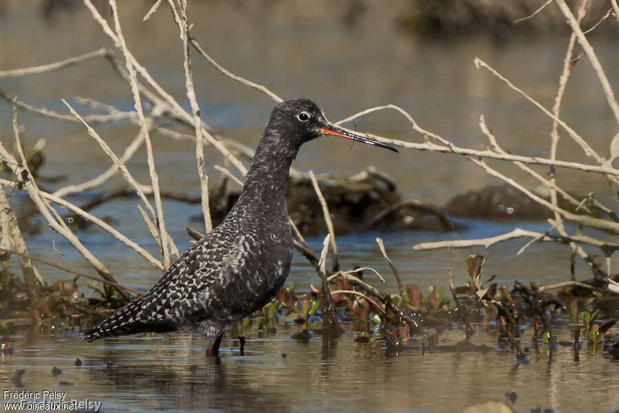 Spotted Redshankadult breeding, habitat