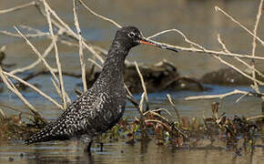 Spotted Redshank