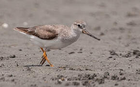 Terek Sandpiper