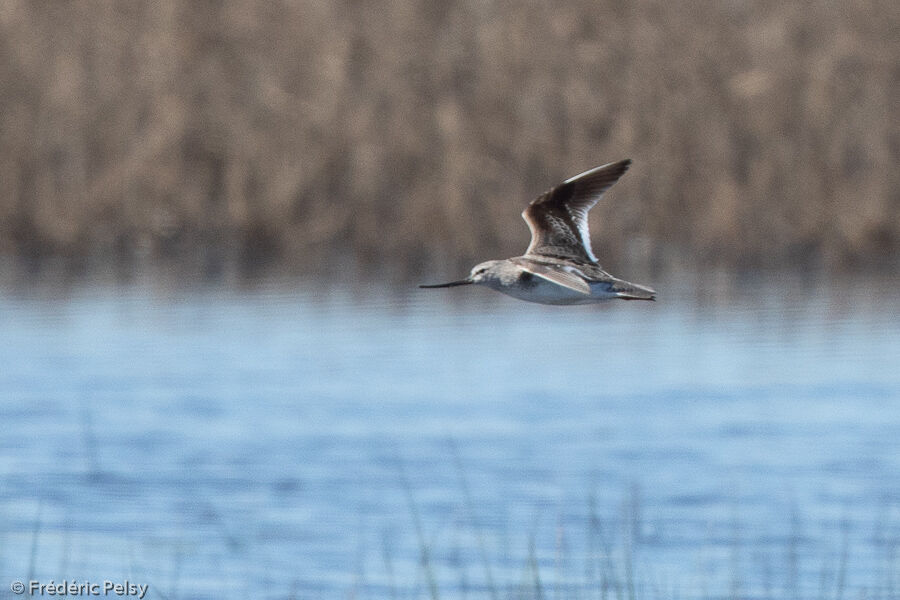 Terek Sandpiper, Flight