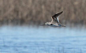 Terek Sandpiper