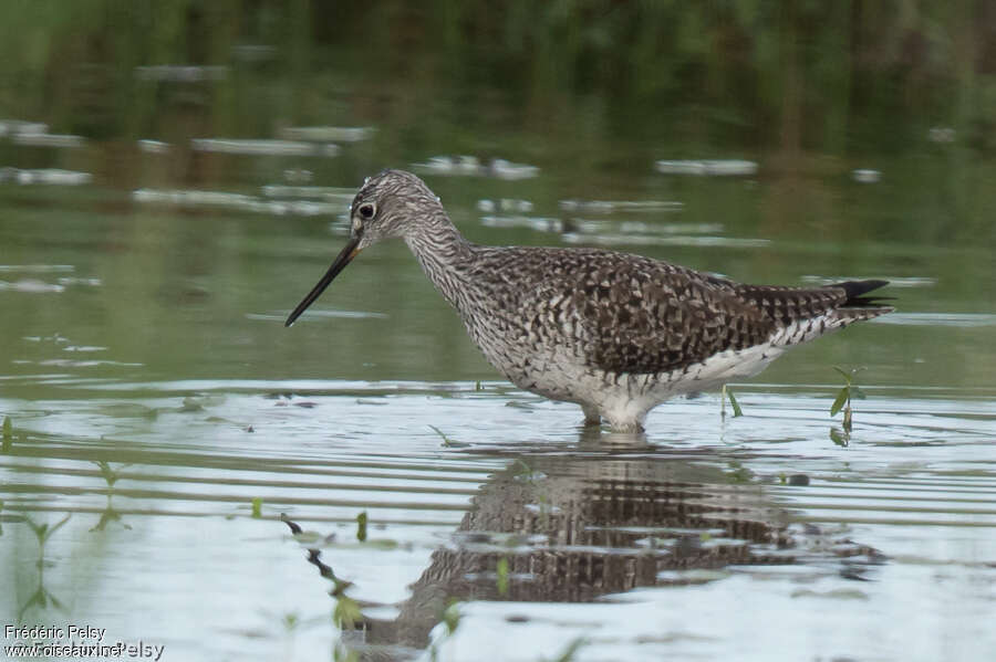 Chevalier criardadulte, pêche/chasse