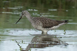 Greater Yellowlegs